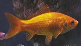 Goudvis 6-10 cm ACTIE 5 voor 11,,95