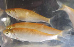 Goudwinde 7-10 cm ACTIE 5 voor 9,95