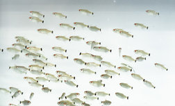 Roodoog Moenkhausia Sanctaefilomenae -- 5 stuks voor 6,95