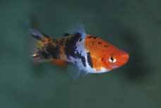 Zwaarddrager koi tricolor