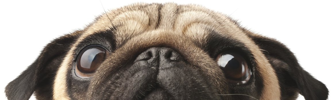 HOND HOND