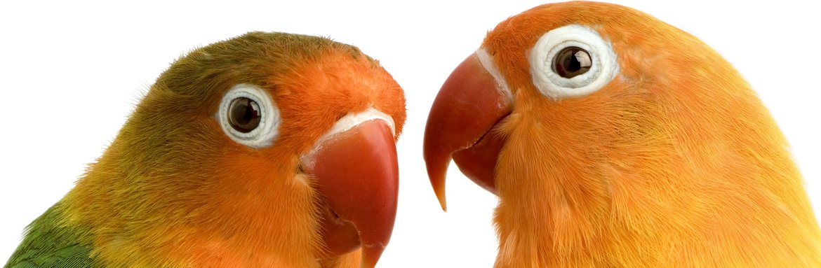 VOGEL VOGEL
