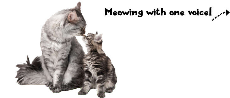 planet pet kattenvoer planet-pet-kattenvoer