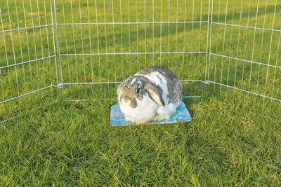 Koelplaat voor konijnen en cavia's