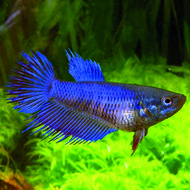 Kempvis Vrouw Betta Splendens 