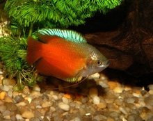 Dwerg Gourami Colisa Lalia 