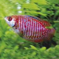 Dwerg Gourami Colisa Lalia Red