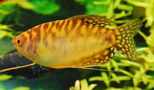 Goud Gourami Trichogaster Trichopterus