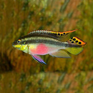 Kersenbuikcichlide Pelvicachromis Kribensis