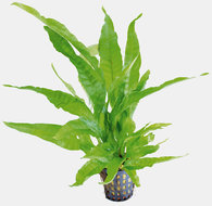 Microsorium Pteropus Greens Aquariumplant