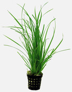 Cyperus Helferii Aquariumplant