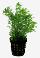 Limnophila Heterophylla Aquariumplant