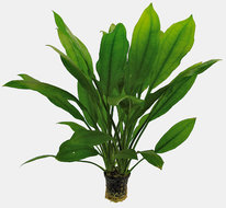 Echinodorus Bleheri Aquariumplant
