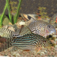 Dwergmeerval Corydoras Julii -- 5 voor 27,50