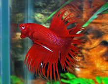 Siamese Kempvis man Crowntail Betta Splendens