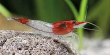 Garnaal Fire Rili Neocaridina heteropoda -- 10 stuks voor 19,95