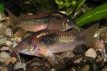 Dwergmeerval Corydoras Aeneus -- 5 voor 14,95