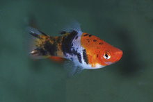 Zwaarddrager koi tricolor