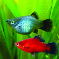 Platy Mixkleuren Xiphorus Maculatus