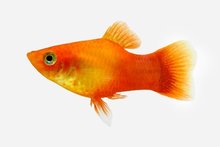 Platy oranje of rood/zwart