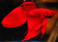 Kempvis Man Betta Splendens 